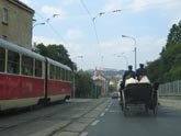 Kladrubáci se nevidí v Brně často (Klikni pro zvětšení)